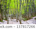 [Yamagata Prefecture - Chokai Blue Line] Springtime at the foot of Mt. Chokai, with fresh greenery and lingering snow - May 137817266