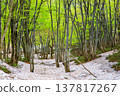 [Yamagata Prefecture - Chokai Blue Line] Springtime at the foot of Mt. Chokai, with fresh greenery and lingering snow - May 137817267