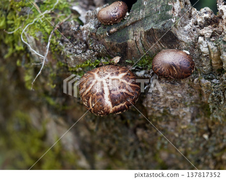 野生香菇生長 137817352