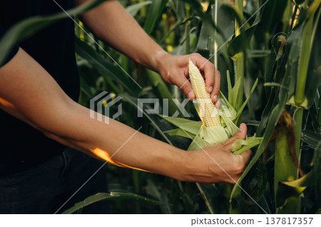 Man's hands are holding corn on the agricultural field Man's hands are holding corn on the agricultural field 137817357