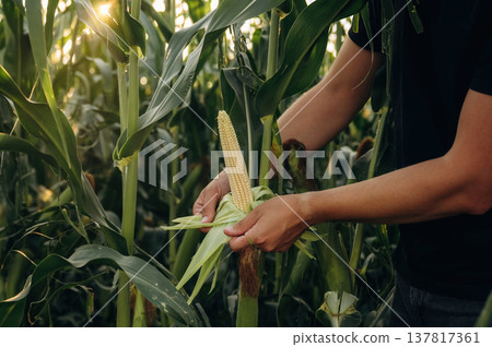 Quality control. Man's hands are holding corn on the agricultural field 137817361