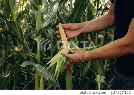 Quality control. Man's hands are holding corn on the agricultural field 137817362