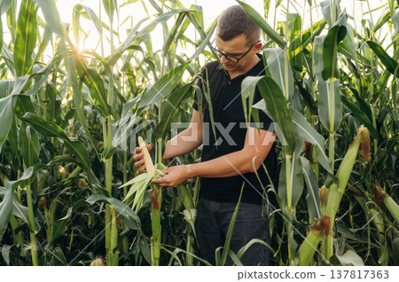 Man farmer is on the corn field, tall plants Man farmer is on the corn field, tall plants 137817363