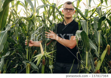 Man farmer is on the corn field, tall plants 137817364
