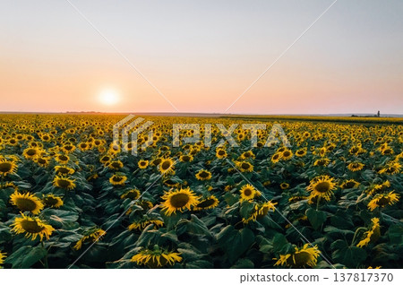 Evening sun dawn. Sunflowers growing on the agricultural field Evening sun dawn. Sunflowers growing on the agricultural field 137817370