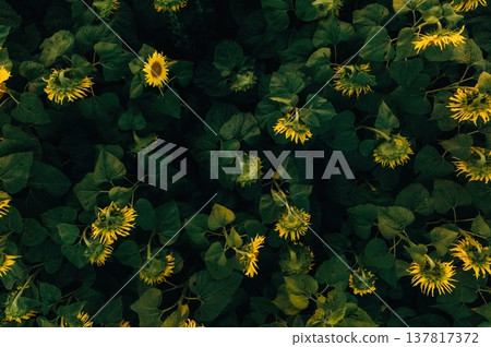 Top view of bunch of sunflowers on the agricultural field Top view of bunch of sunflowers on the agricultural field 137817372
