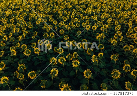 Top view of bunch of sunflowers on the agricultural field Top view of bunch of sunflowers on the agricultural field 137817375