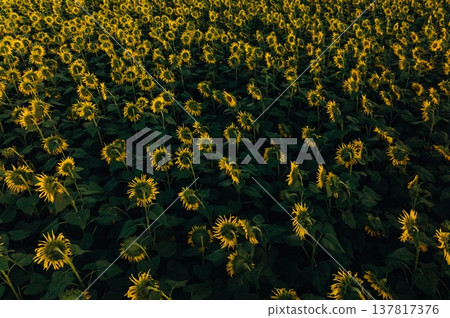 Top view of bunch of sunflowers on the agricultural field Top view of bunch of sunflowers on the agricultural field 137817376
