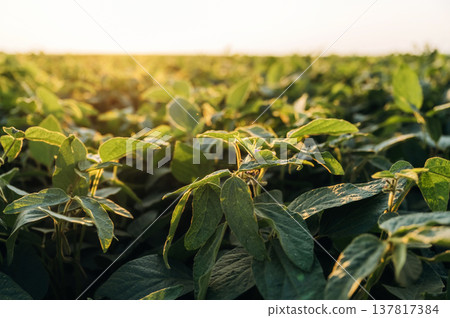 Soy on the agricultural field at daytime Soy on the agricultural field at daytime 137817384