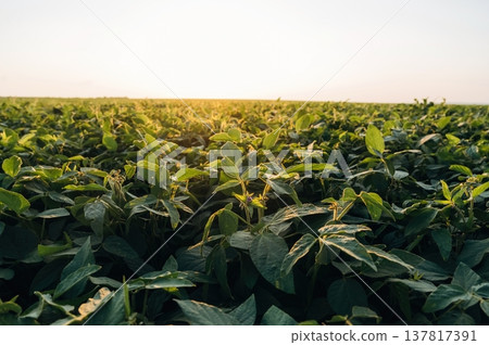 Plants are growing. Soy on the agricultural field at daytime Plants are growing. Soy on the agricultural field at daytime 137817391