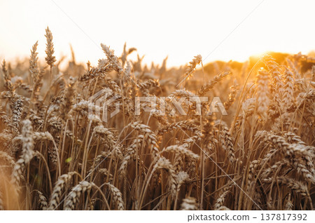 Harvest season. Close up view of wheat growing on the agricultural field Harvest season. Close up view of wheat growing on the agricultural field 137817392