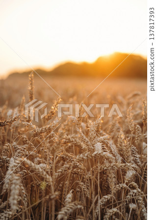Harvest season. Close up view of wheat growing on the agricultural field Harvest season. Close up view of wheat growing on the agricultural field 137817393