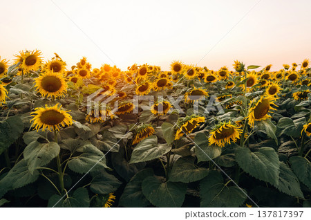 Sunflowers growing on the agricultural field 137817397