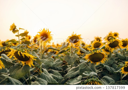 Sunflowers growing on the agricultural field 137817399