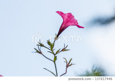 beautiful white and pink petunia flowers beautiful white and pink petunia flowers 137817446
