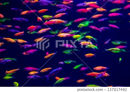 danio rerio fish and neon corals danio rerio fish and neon corals 137817492
