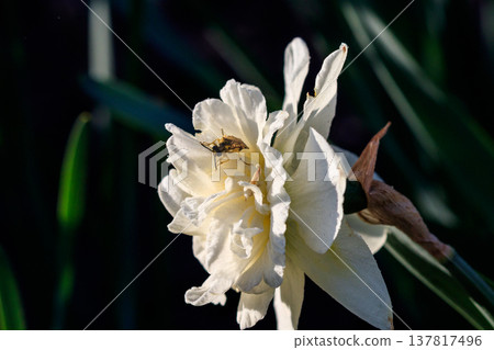 beautiful summer terry daffodils with bee 137817496