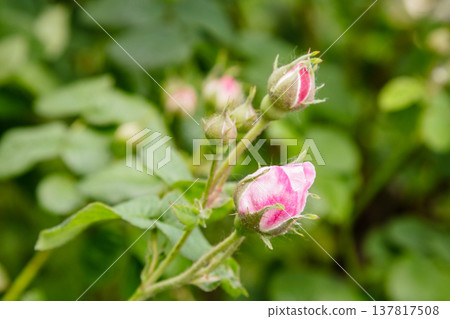 beautiful bushes of a blooming scarlet rose 137817508