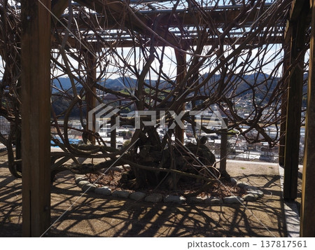岡山縣津山城 岡山縣津山城 137817561