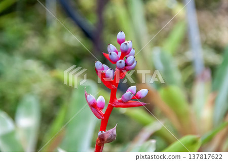 花萼呈紅紫色，Aechmea veilbachyi 是一種附生植物。 137817622