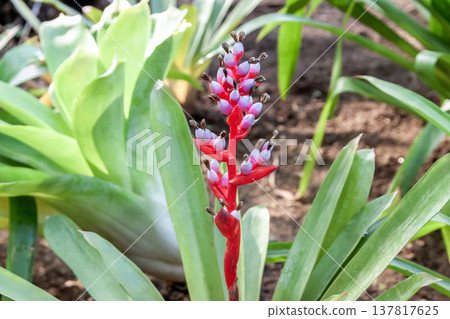 The calyx is reddish-purple, and Aechmea veilbachyi is an epiphytic plant. 137817625