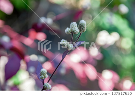 紅葉千日紅（Gomphrena globosa）的葉子呈現醒目的深紫色。 137817630