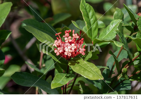 Ixora chinensis is also known as Ixora (Rubiaceae family). 137817631