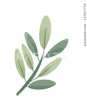 Minimalist branch with soft green leaves in flat vector style, isolated on white background. Elegant botanical illustration. Flat vector clipart, illustration with isolated background. Minimalist branch with soft green leaves in flat vector style, isolated on white background. Elegant botanical illustration. Flat vector clipart, illustration with isolated background. 137817714
