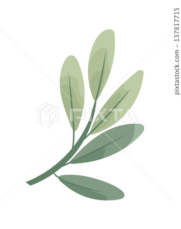 Minimalist branch with soft green leaves in flat vector style, isolated on white background. Elegant botanical illustration. Flat vector clipart, illustration with isolated background. Minimalist branch with soft green leaves in flat vector style, isolated on white background. Elegant botanical illustration. Flat vector clipart, illustration with isolated background. 137817715