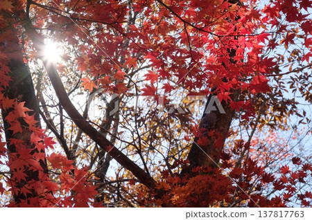 Autumn leaves shining in the autumn sunlight Autumn leaves shining in the autumn sunlight 137817763