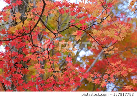 枝條的頂端漸漸染上了秋天的紅色。 枝條的頂端漸漸染上了秋天的紅色。 137817798