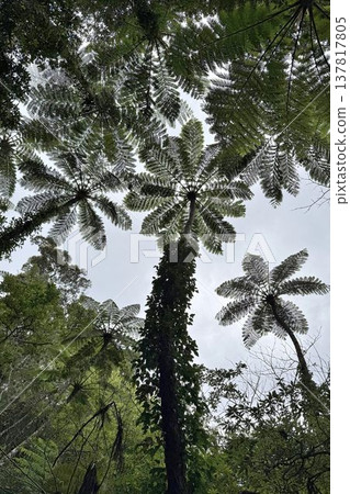 Kinsakubara Primeval Forest, Amami Islands National Park, World Natural Heritage Site, a representative forest of Amami Oshima Island. Kinsakubara Primeval Forest, Amami Islands National Park, World Natural Heritage Site, a representative forest of Amami Oshima Island. 137817805