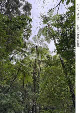 Kinsakubara Primeval Forest, Amami Islands National Park, World Natural Heritage Site, a representative forest of Amami Oshima Island. Kinsakubara Primeval Forest, Amami Islands National Park, World Natural Heritage Site, a representative forest of Amami Oshima Island. 137817806