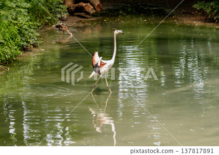 beautiful pink flamingos with beak and loose wings 137817891