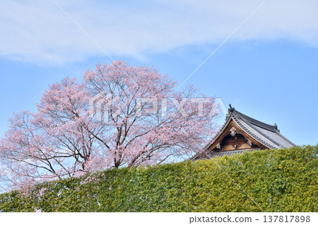南禪寺禪中心的櫻花 137817898