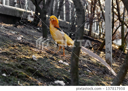 beautiful yellow golden pheasant 137817938