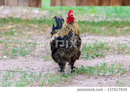 beautiful cock on grass background 137817939