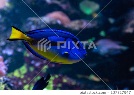 beautiful fish Regal Tang 137817947