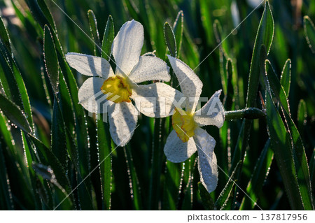 beautiful summer Poeticus daffodils beautiful summer Poeticus daffodils 137817956