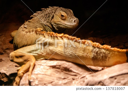 Beautiful iguana green, Iguana iguana 137818007