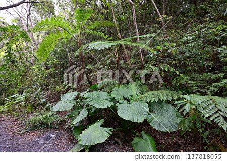 金作原原始森林,奄美群島國立公園,世界自然遺產,奄美大島的代表性森林。 金作原原始森林,奄美群島國立公園,世界自然遺產,奄美大島的代表性森林。 137818055