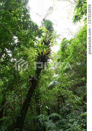 Kinsakubara Primeval Forest, Amami Islands National Park, World Natural Heritage Site, a representative forest of Amami Oshima Island. Kinsakubara Primeval Forest, Amami Islands National Park, World Natural Heritage Site, a representative forest of Amami Oshima Island. 137818056