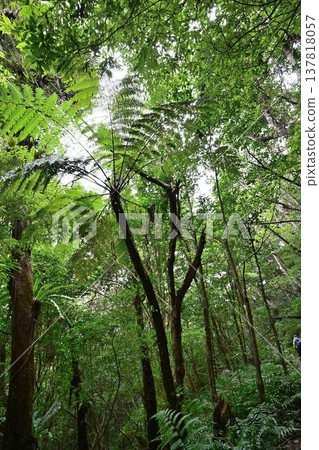 金作原原始森林,奄美群島國立公園,世界自然遺產,奄美大島的代表性森林。 金作原原始森林,奄美群島國立公園,世界自然遺產,奄美大島的代表性森林。 137818057