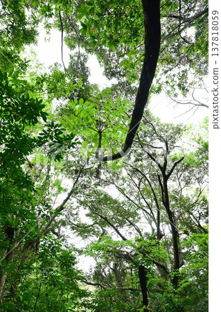金作原原始森林,奄美群島國立公園,世界自然遺產,奄美大島的代表性森林。 金作原原始森林,奄美群島國立公園,世界自然遺產,奄美大島的代表性森林。 137818059