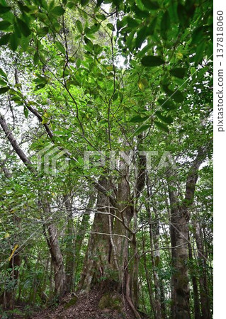 Kinsakubara Primeval Forest, Amami Islands National Park, World Natural Heritage Site, a representative forest of Amami Oshima Island. Kinsakubara Primeval Forest, Amami Islands National Park, World Natural Heritage Site, a representative forest of Amami Oshima Island. 137818060