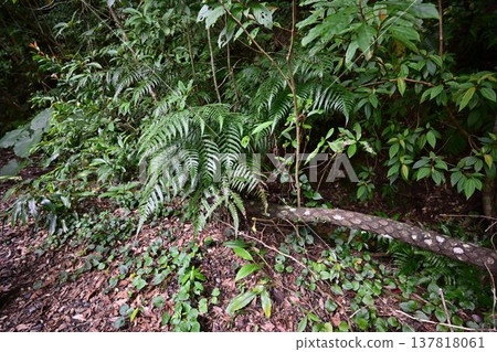 Kinsakubara Primeval Forest, Amami Islands National Park, World Natural Heritage Site, a representative forest of Amami Oshima Island. Kinsakubara Primeval Forest, Amami Islands National Park, World Natural Heritage Site, a representative forest of Amami Oshima Island. 137818061
