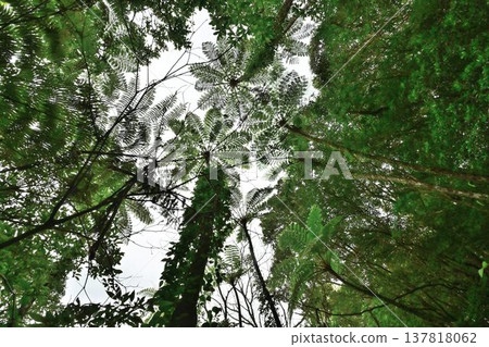 金作原原始森林，奄美群島國立公園，世界自然遺產，奄美大島的代表性森林。 137818062