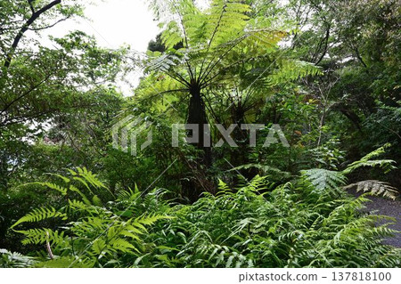 金作原原始森林,奄美群島國立公園,世界自然遺產,奄美大島的代表性森林。 金作原原始森林,奄美群島國立公園,世界自然遺產,奄美大島的代表性森林。 137818100