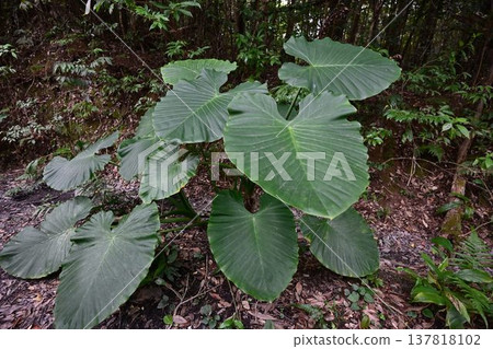 金作原原始森林,奄美群島國立公園,世界自然遺產,奄美大島的代表性森林。 金作原原始森林,奄美群島國立公園,世界自然遺產,奄美大島的代表性森林。 137818102