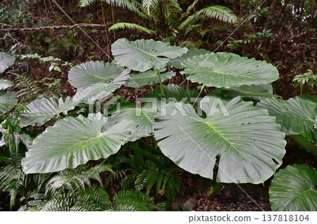金作原原始森林,奄美群島國立公園,世界自然遺產,奄美大島的代表性森林。 金作原原始森林,奄美群島國立公園,世界自然遺產,奄美大島的代表性森林。 137818104